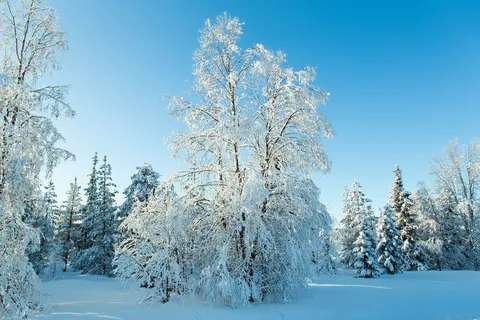 Arbres givrés sous le ciel bleu, Suède — Nicolas Marincic