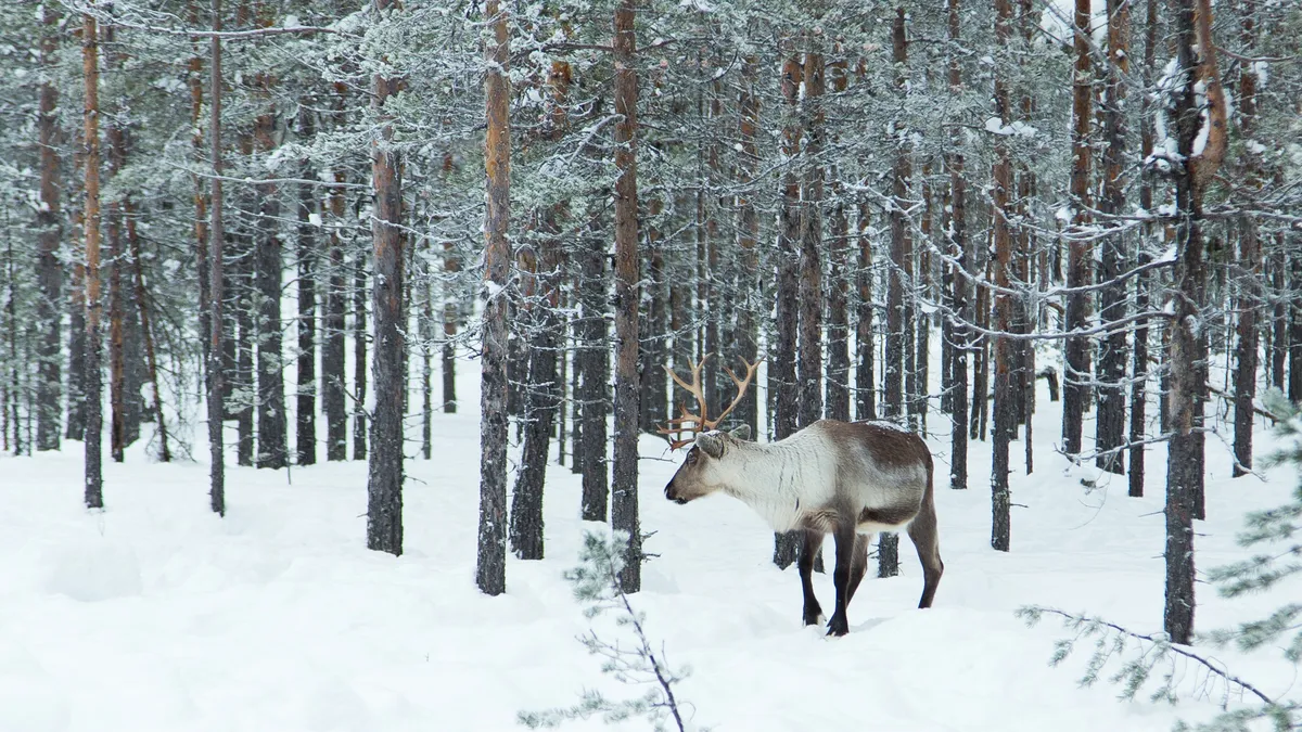 Reindeer in the snowy forest, Sweden — Nicolas Marincic