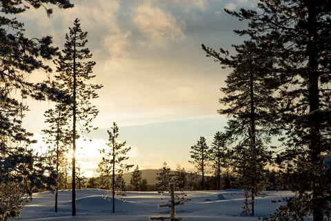 Pins dans la neige au soleil couchant, Suède — Nicolas Marincic