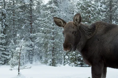Moose in a snowy forest, Sweden — Nicolas Marincic