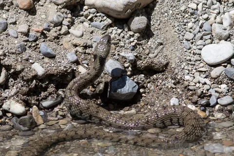 Dice snake on river pebbles, Switzerland — Nicolas Marincic