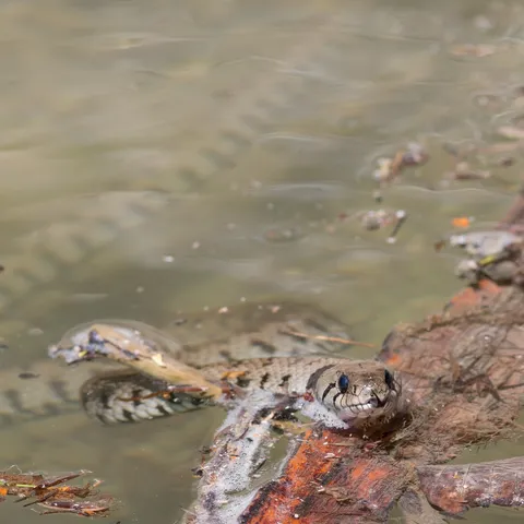 Dice snake hunting a fish, Gruyère, Switzerland — Nicolas Marincic
