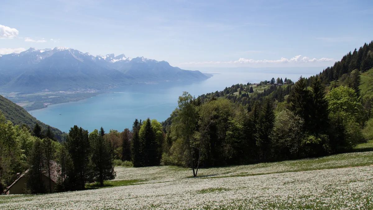 Daffodil meadow above Lake Geneva, facing the Alps, Switzerland — Nicolas Marincic