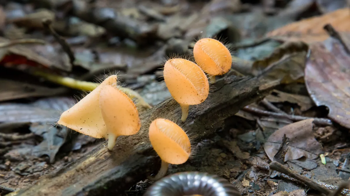 Orange cup fungi, Khao Yai National Park, Thailand — Nicolas Marincic