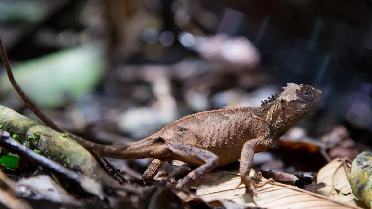 Forest lizard, Khao Yai, Thailand — Nicolas Marincic