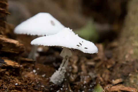 White mushrooms, Khao Yai, Thailand — Nicolas Marincic