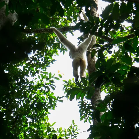 White-handed gibbon in the canopy, Khao Yai, Thailand — Nicolas Marincic