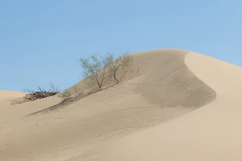 Dune de sable et buissons du Karakoum, Turkménistan — Nicolas Marincic