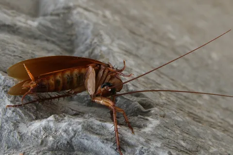 Cockroach on a stone, Turkey — Nicolas Marincic