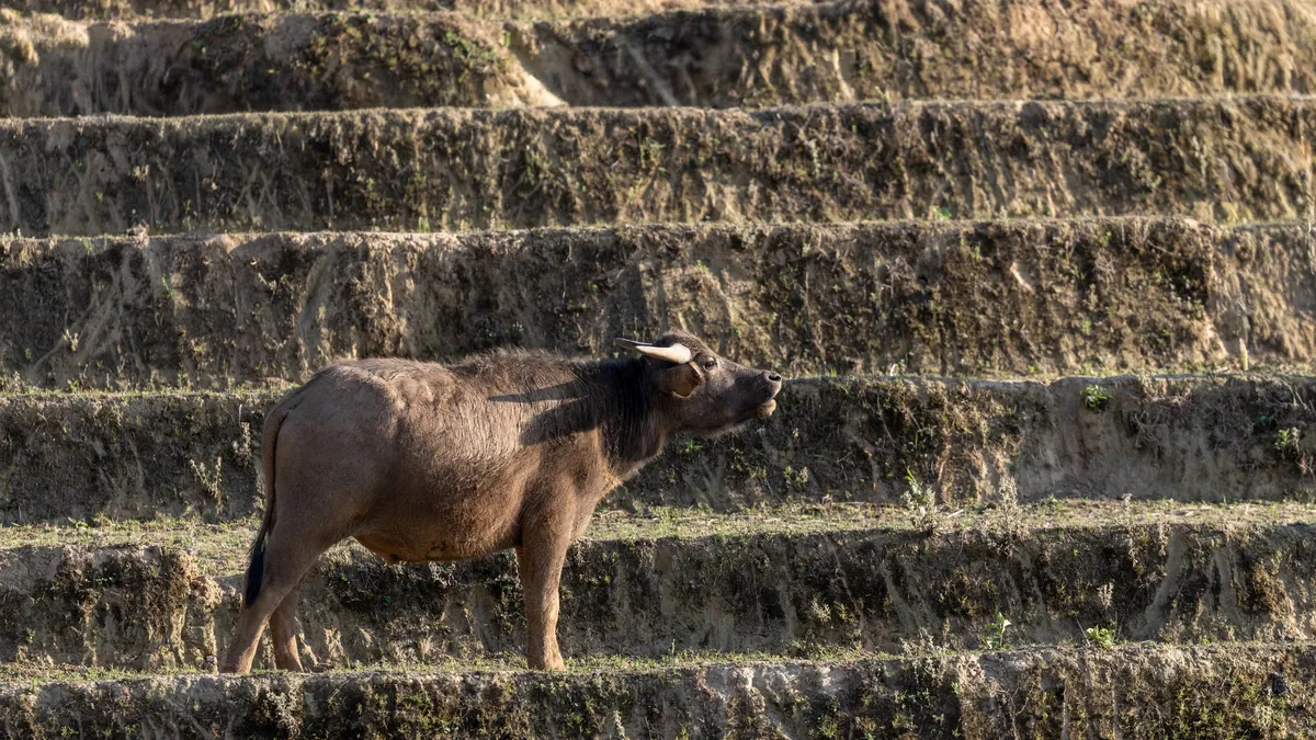 Water buffalo on dry terraces, Mù Cang Chải, Vietnam — Nicolas Marincic