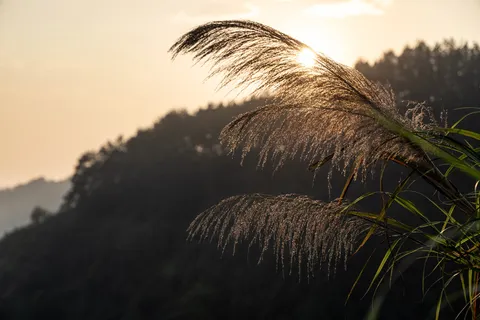 Backlit grass plumes at sunset, Vietnam — Nicolas Marincic