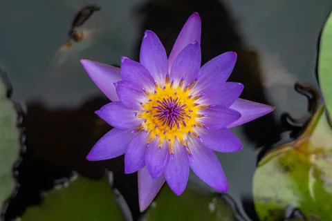 Water lily, Hanoi, Vietnam — Nicolas Marincic