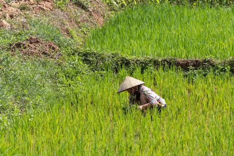 Farmer in a conical hat in the rice field, Vietnam — Nicolas Marincic
