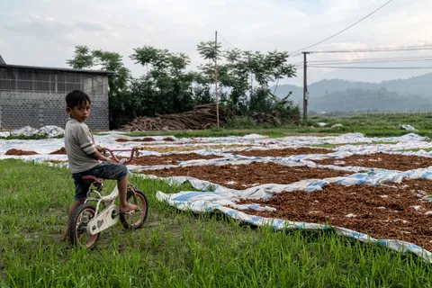 Child on a bicycle by rice laid out to dry, Vietnam — Nicolas Marincic