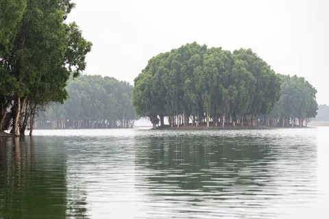 Grove of trees on still water, Vietnam — Nicolas Marincic