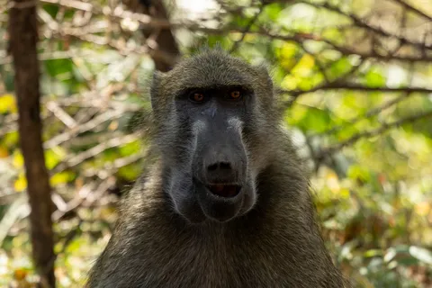 Chacma baboon portrait, Victoria Falls, Zimbabwe — Nicolas Marincic
